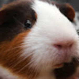 Meet your Posher, Evie